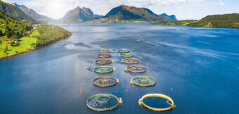 Kompresory při nasazení v akvakultuře – energeticky optimalizované řešení od společnosti KAESER KOMPRESSOREN pro udržitelnou spotřebu stlačeného vzduchu.